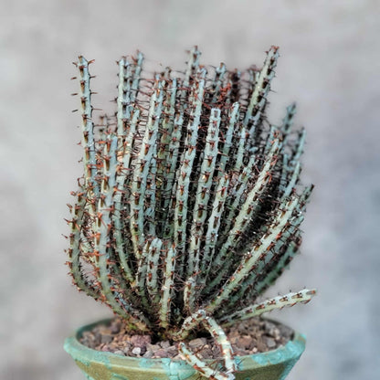 Euphorbia aeruginosa - Miniature Saguaro