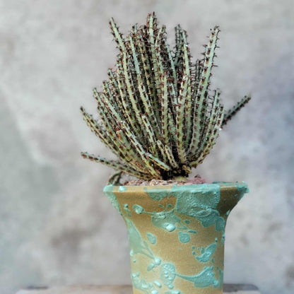 Euphorbia aeruginosa - Miniature Saguaro