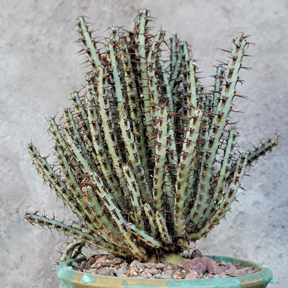 Euphorbia aeruginosa - Miniature Saguaro