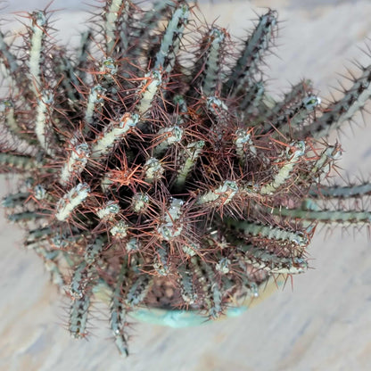 Euphorbia aeruginosa - Miniature Saguaro