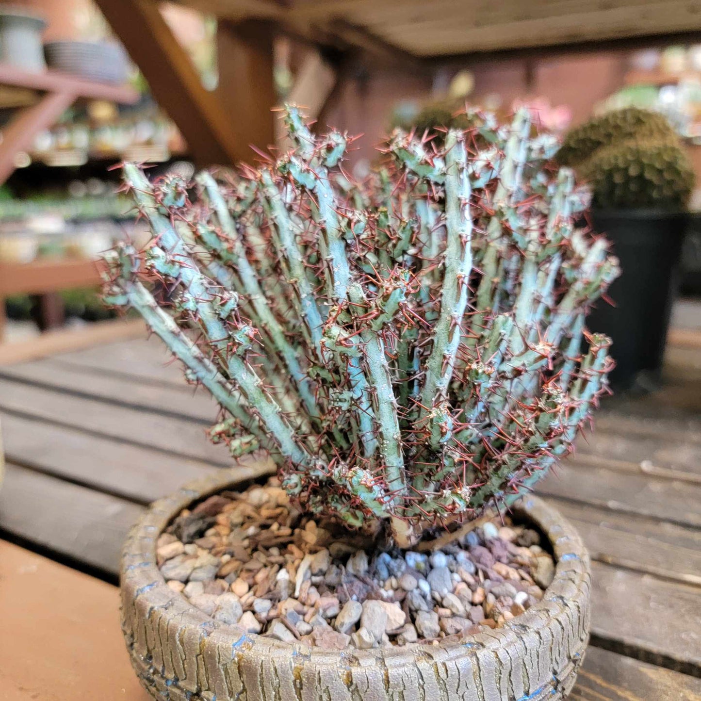 Euphorbia aeruginosa - Miniature Saguaro