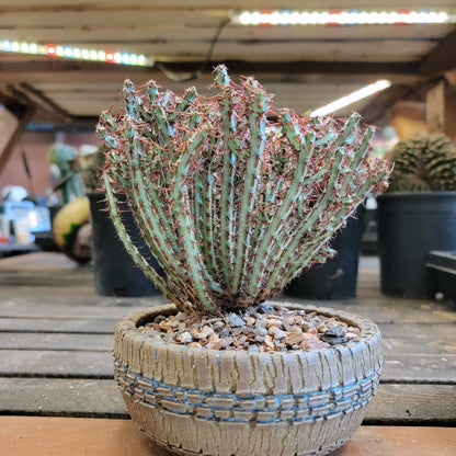 Euphorbia aeruginosa - Miniature Saguaro