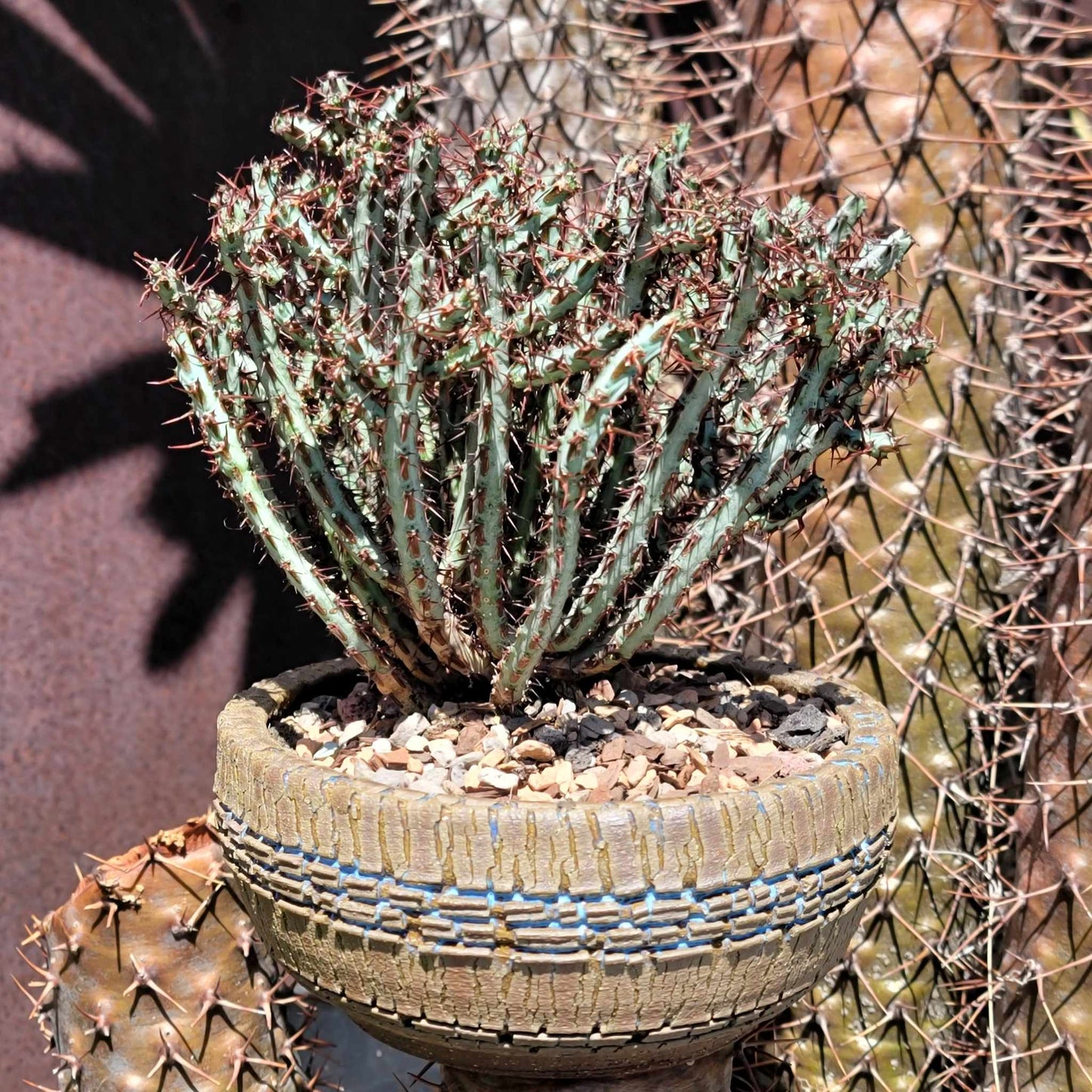 Euphorbia aeruginosa - Miniature Saguaro