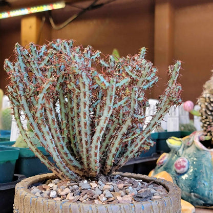 Euphorbia aeruginosa - Miniature Saguaro