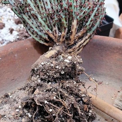 Euphorbia aeruginosa - Miniature Saguaro