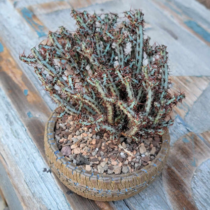 Euphorbia aeruginosa - Miniature Saguaro