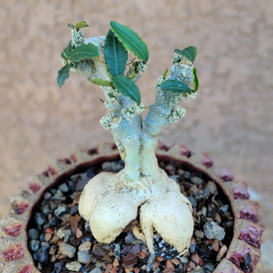 Euphorbia ambovombensis