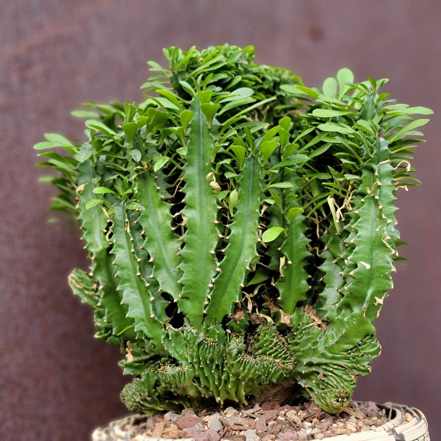 Euphorbia ammak  cristata - Crested African Candelabra