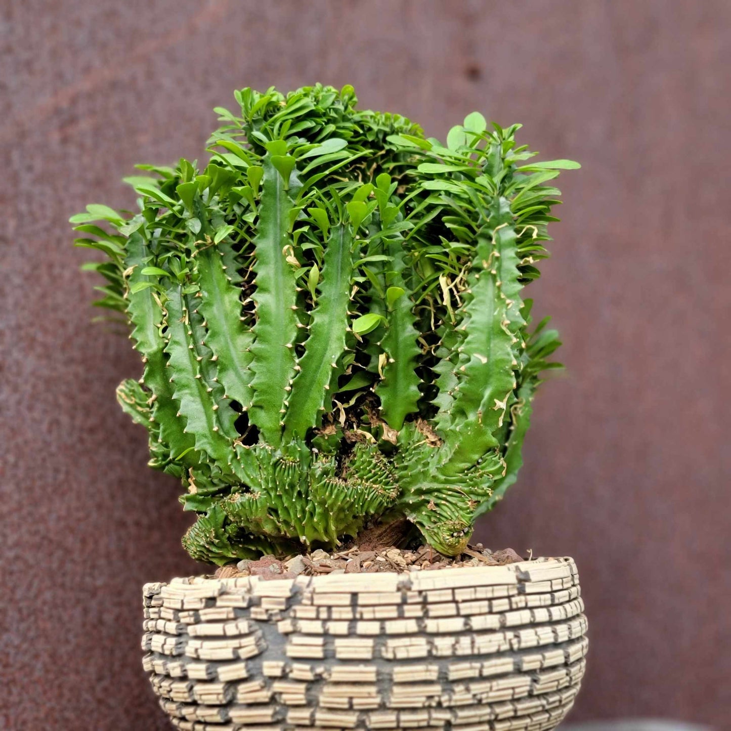 Euphorbia ammak  cristata - Crested African Candelabra