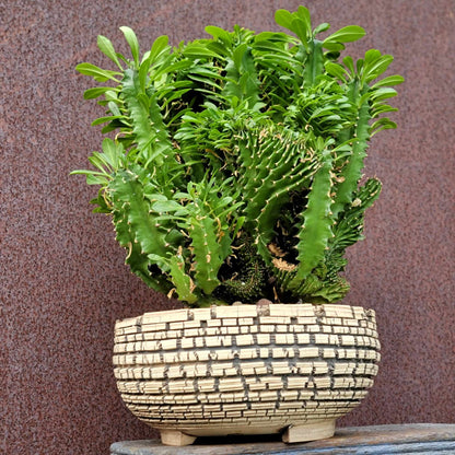 Euphorbia ammak  cristata - Crested African Candelabra