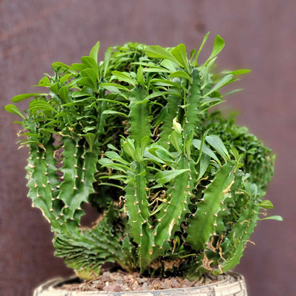 Euphorbia ammak  cristata - Crested African Candelabra