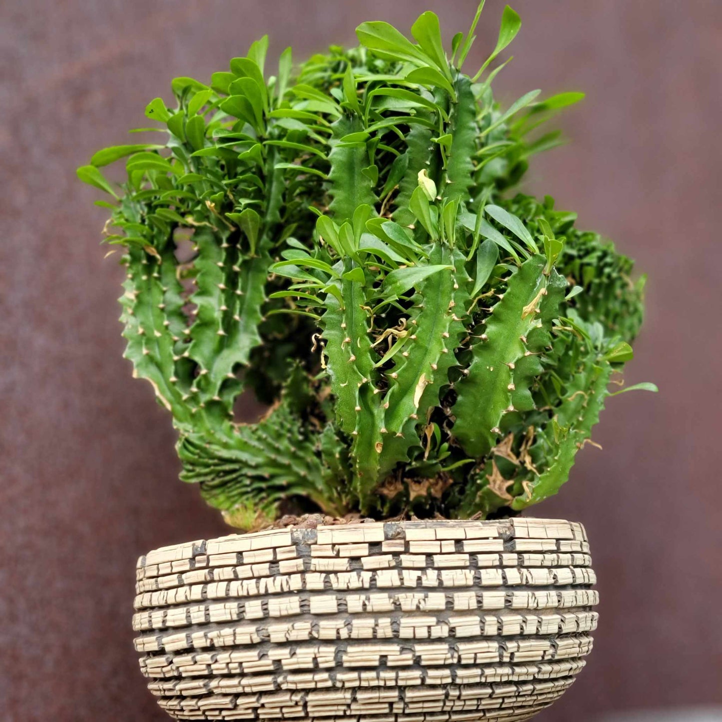 Euphorbia ammak  cristata - Crested African Candelabra