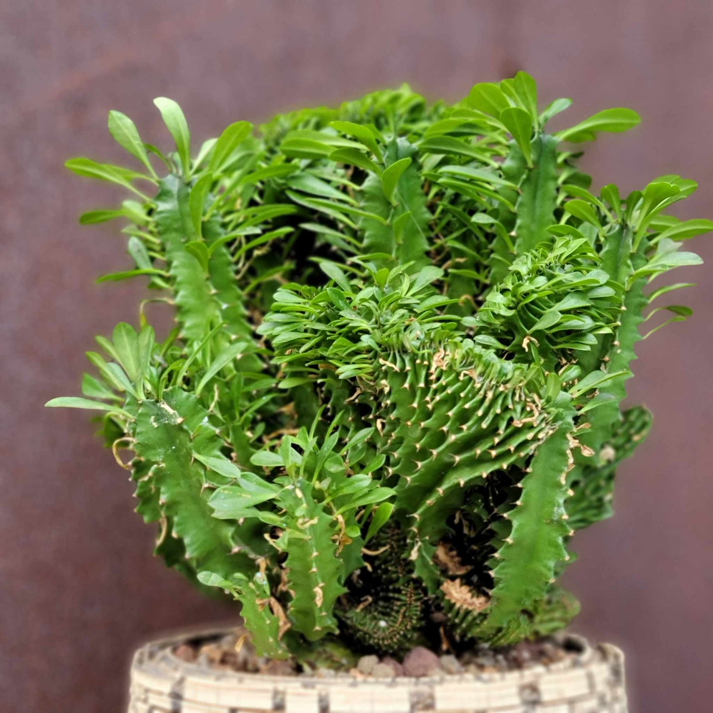 Euphorbia ammak  cristata - Crested African Candelabra