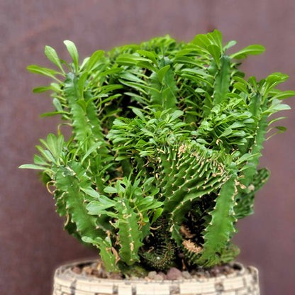 Euphorbia ammak  cristata - Crested African Candelabra