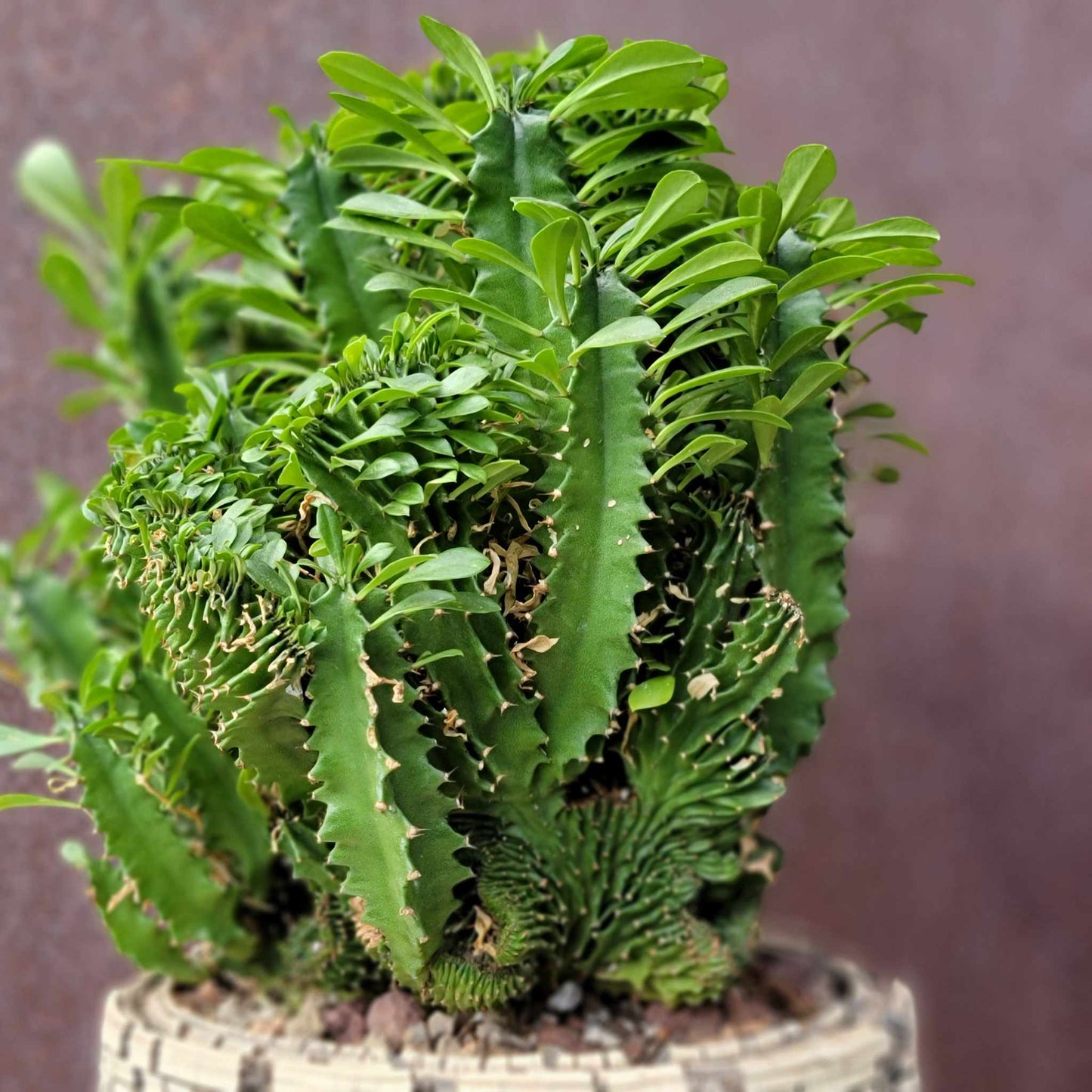 Euphorbia ammak  cristata - Crested African Candelabra