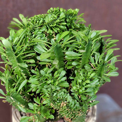 Euphorbia ammak  cristata - Crested African Candelabra