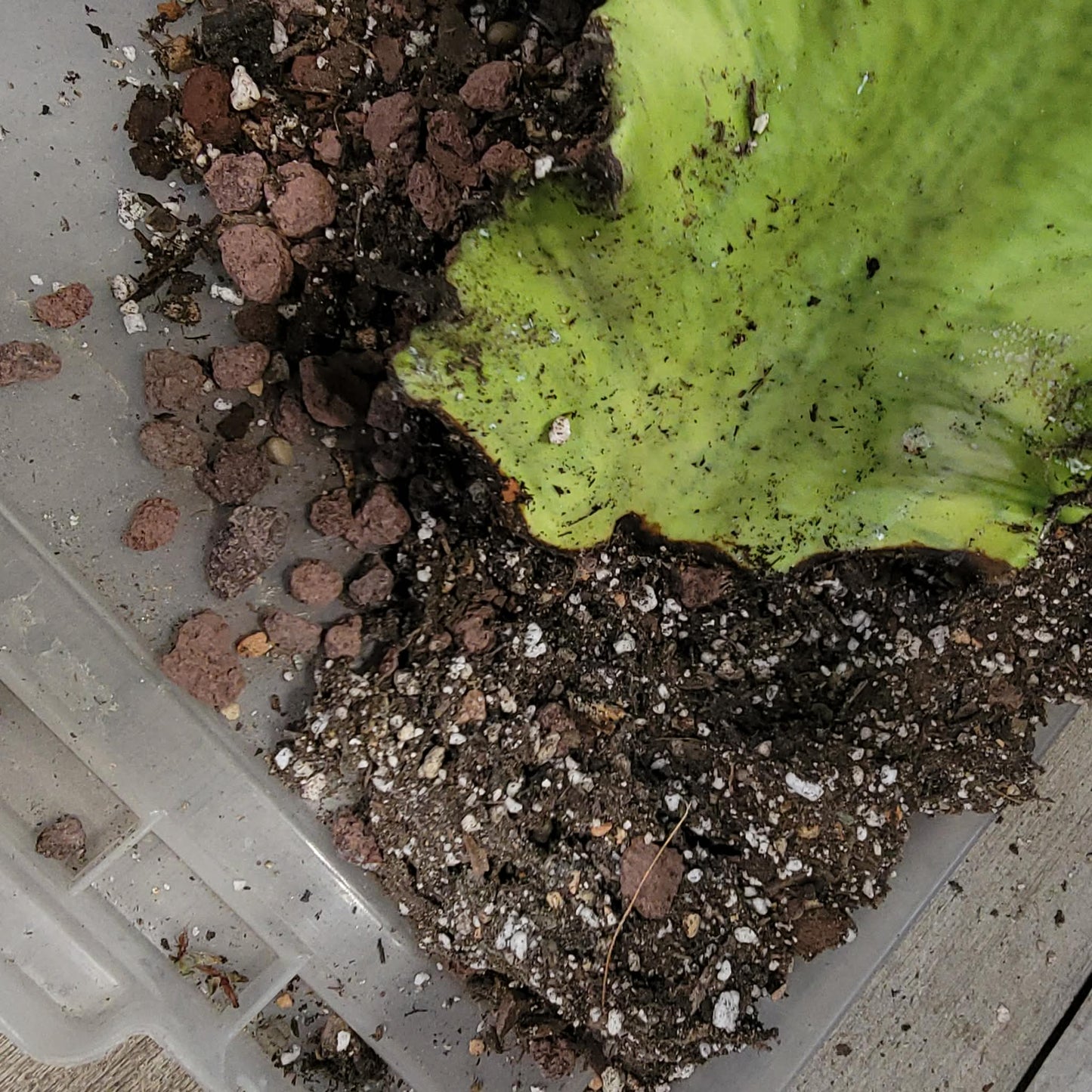 Euphorbia ammak variegata - 4 Feet Tall!