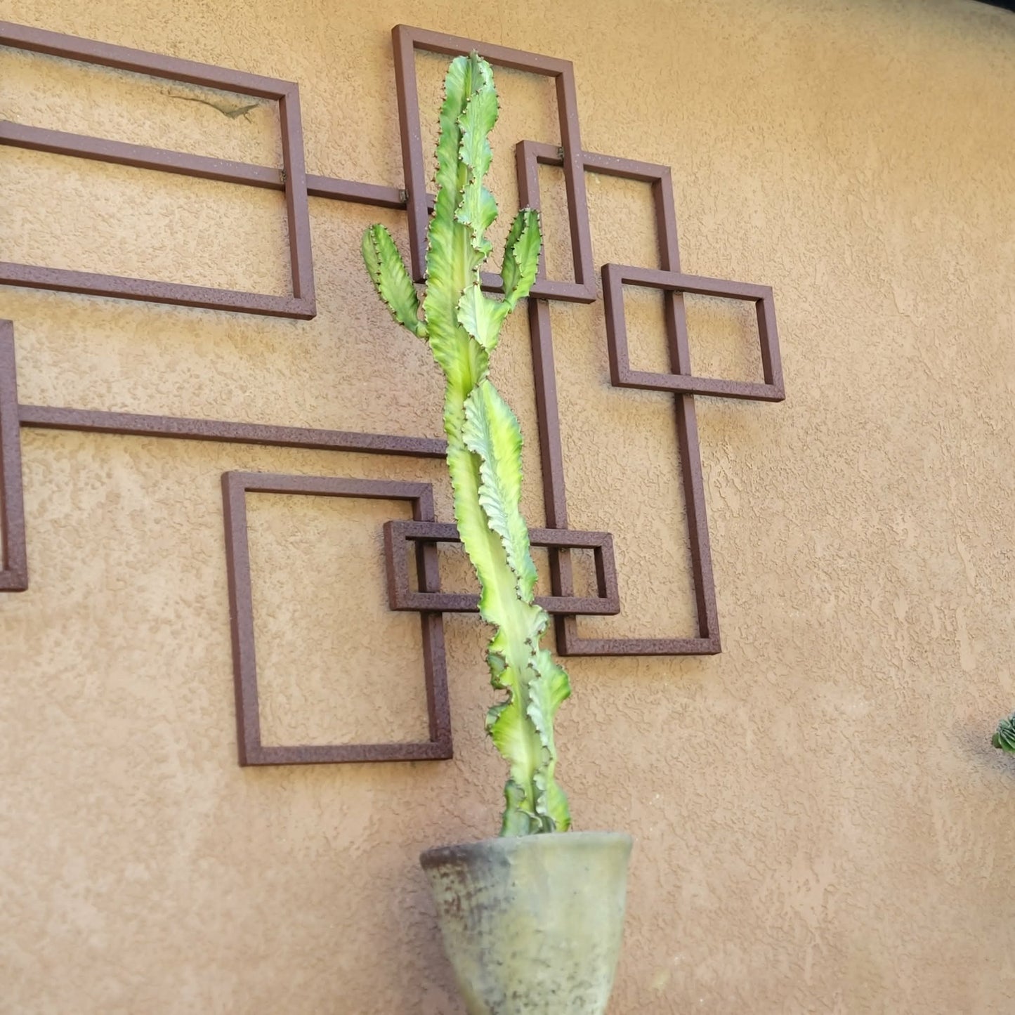 Euphorbia ammak variegata - 4 Feet Tall!