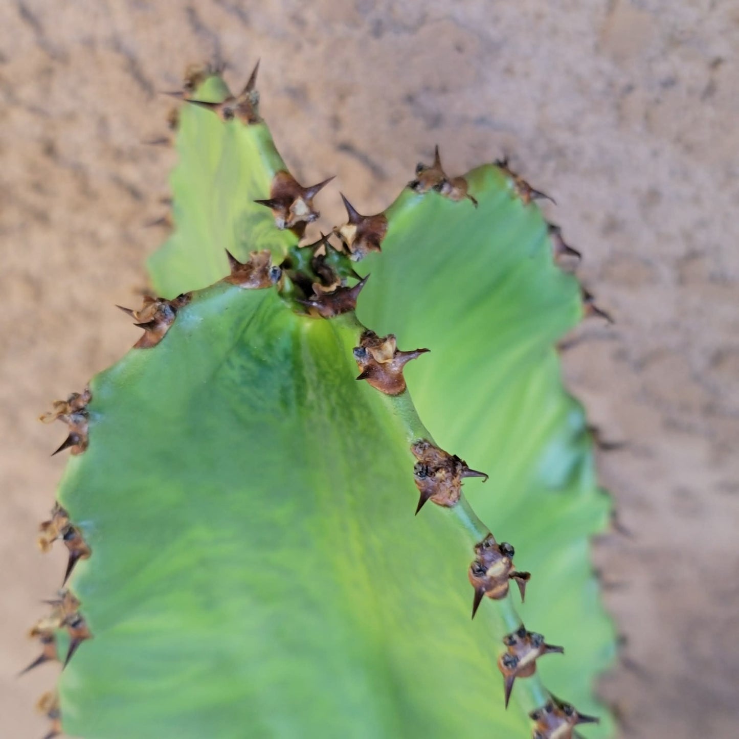 Euphorbia ammak variegata - 4 Feet Tall!