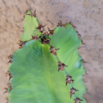 Euphorbia ammak variegata - 4 Feet Tall!