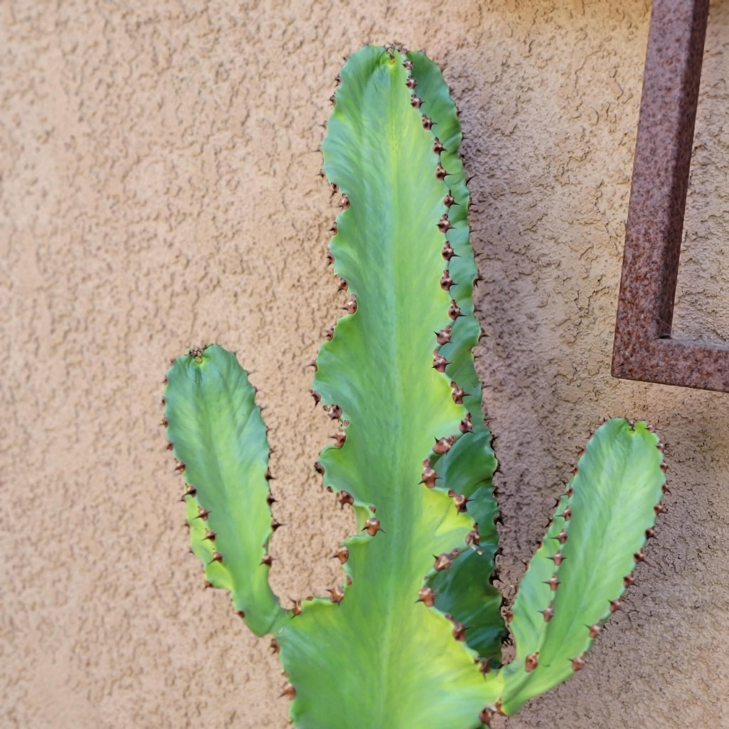 Euphorbia ammak variegata - 4 Feet Tall!