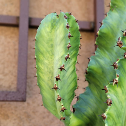 Euphorbia ammak variegata - 4 Feet Tall!
