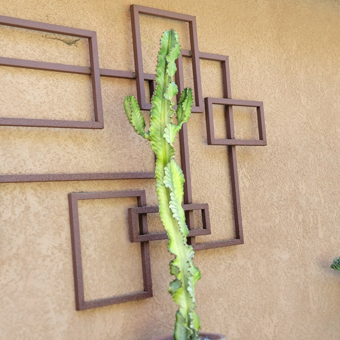 Euphorbia ammak variegata - 4 Feet Tall!