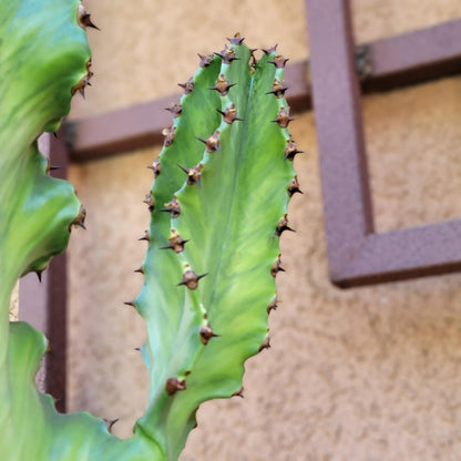 Euphorbia ammak variegata - 4 Feet Tall!
