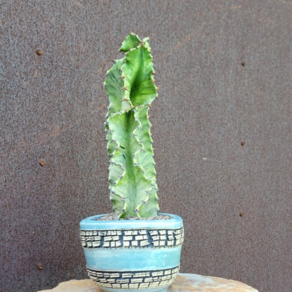 Euphorbia ammak variegata