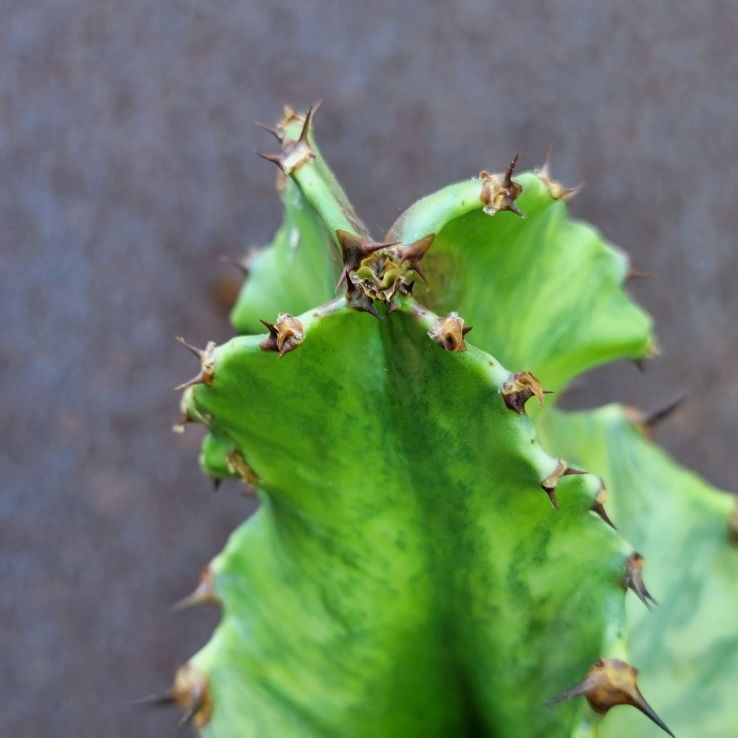 Euphorbia ammak variegata
