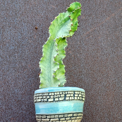 Euphorbia ammak variegata