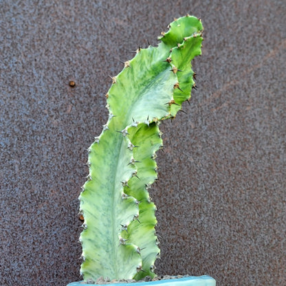 Euphorbia ammak variegata