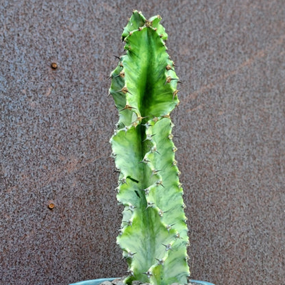 Euphorbia ammak variegata