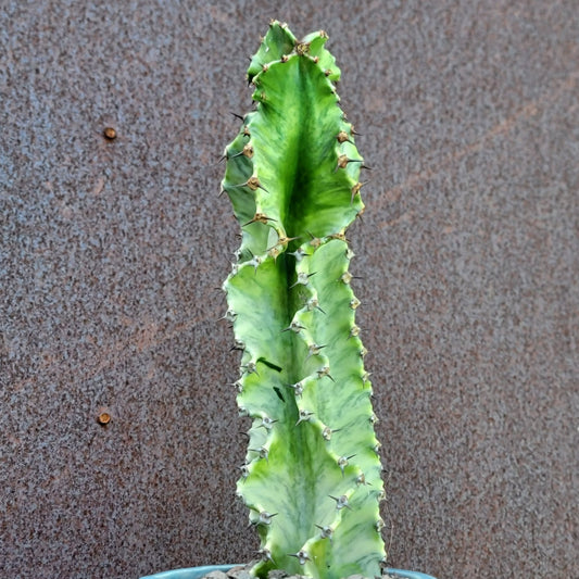 Euphorbia ammak variegata euphorbia collector specimen