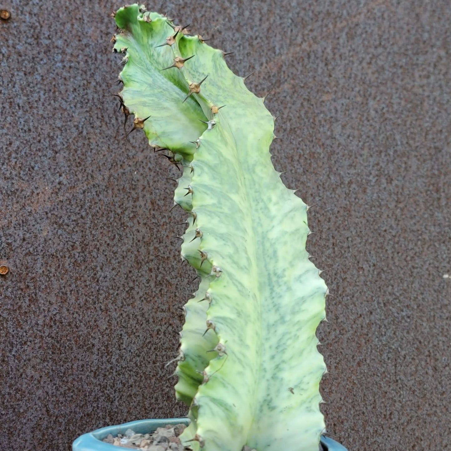 Euphorbia ammak variegata