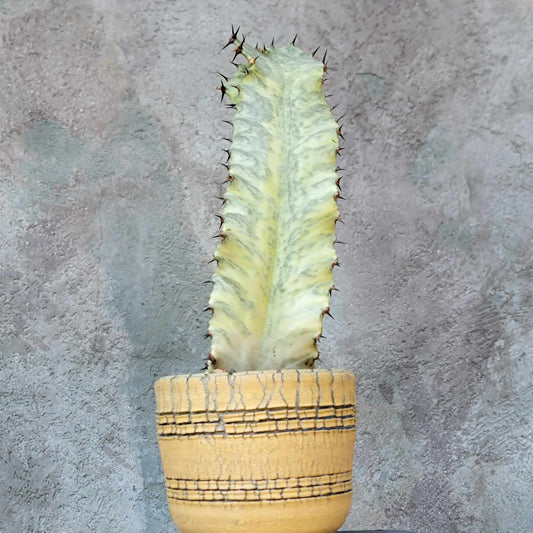 Euphorbia ammak variegata