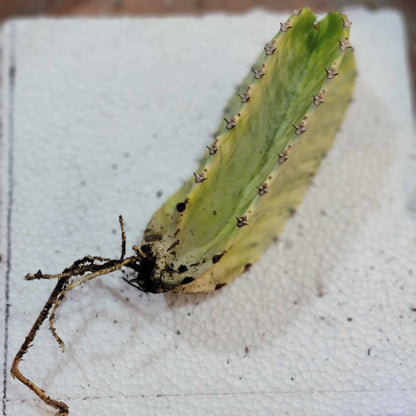 Euphorbia ammak variegata