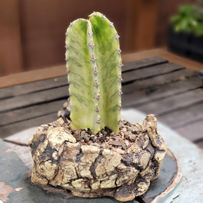 Euphorbia ammak variegata