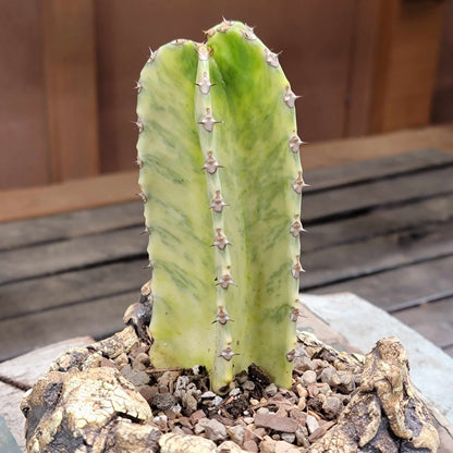 Euphorbia ammak variegata
