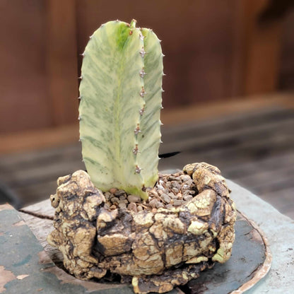Euphorbia ammak variegata