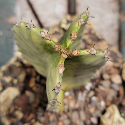 Euphorbia ammak variegata