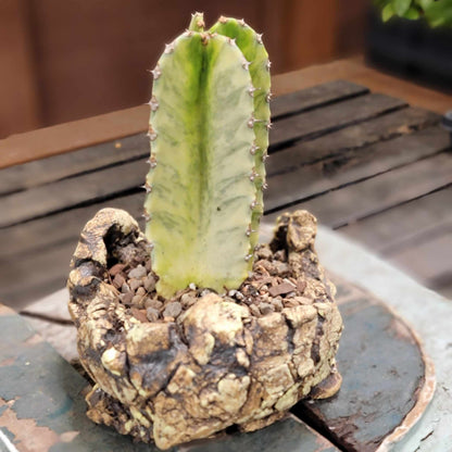 Euphorbia ammak variegata
