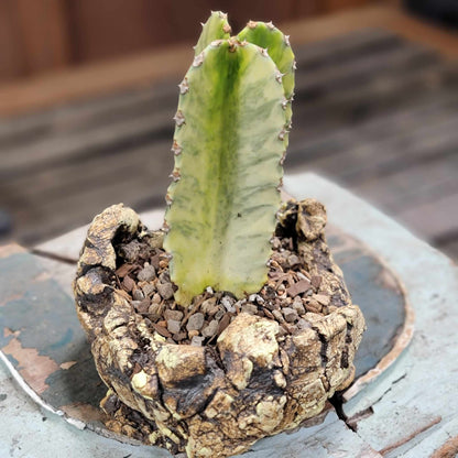 Euphorbia ammak variegata