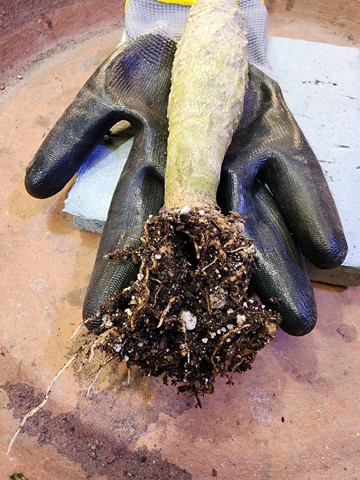 Euphorbia ankarensis