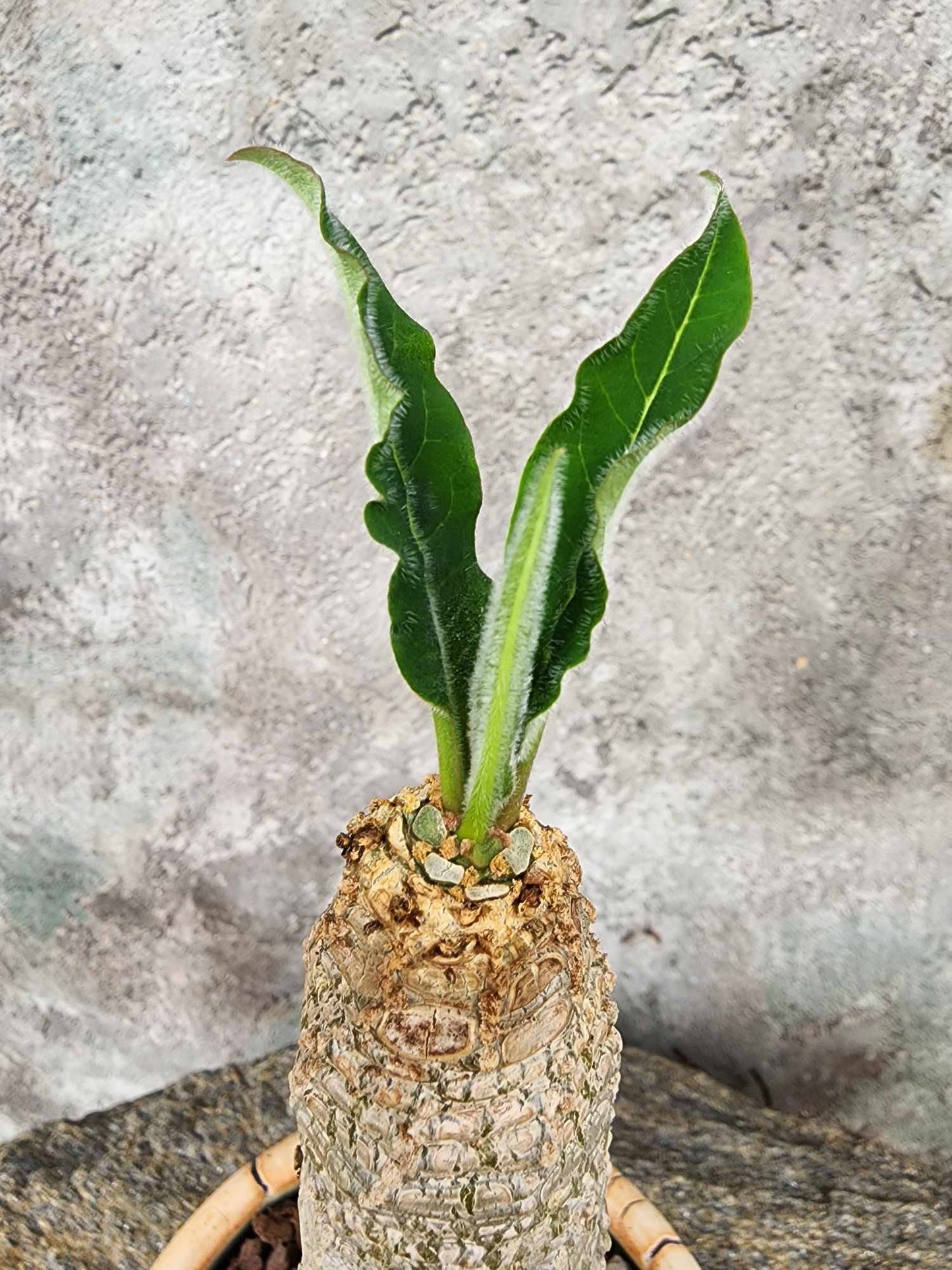 Euphorbia ankarensis