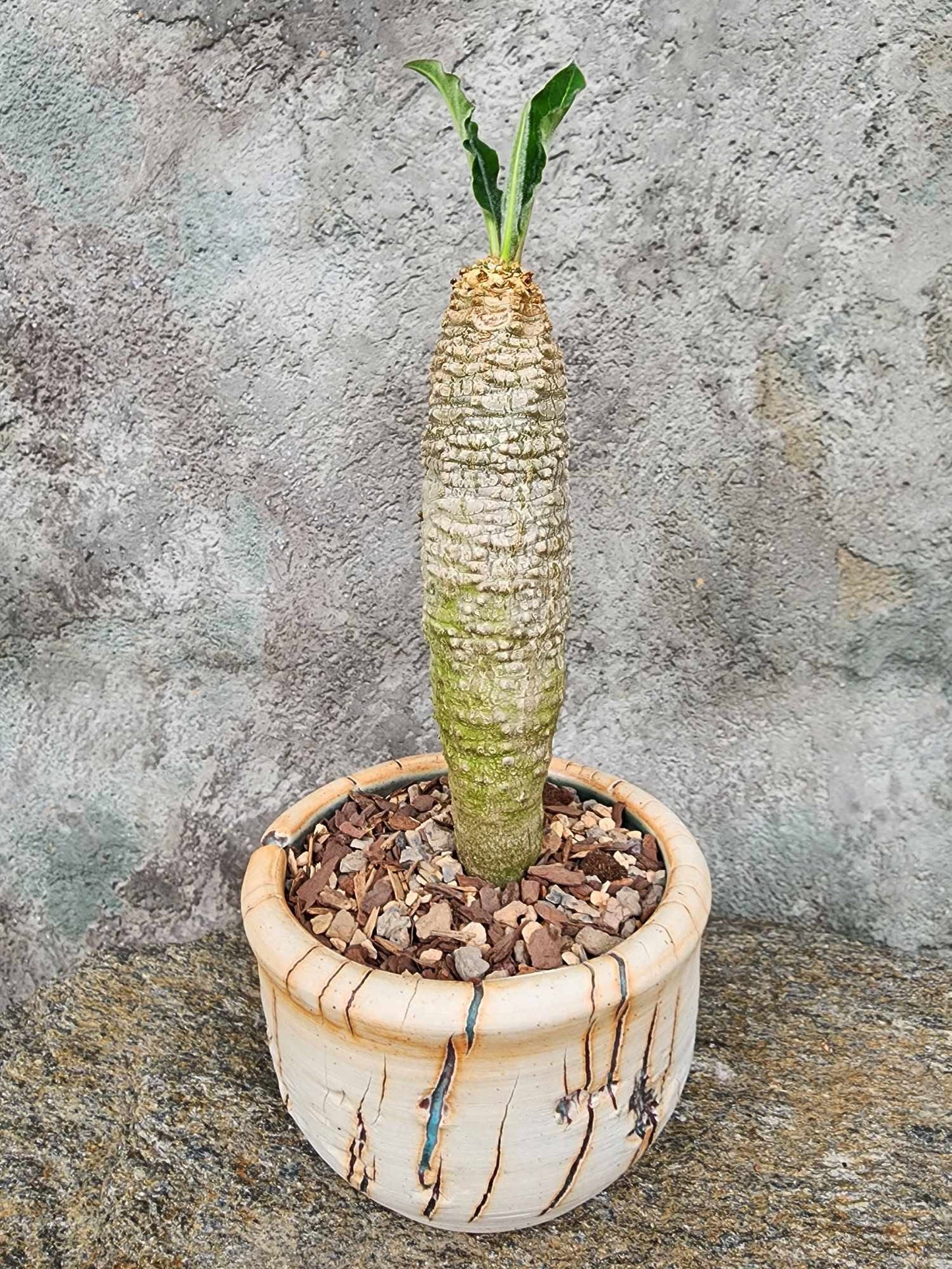 Euphorbia ankarensis