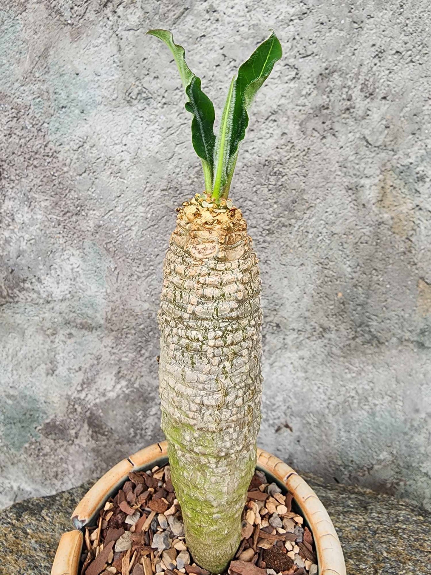 Euphorbia ankarensis