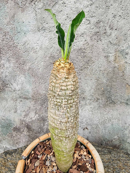 Euphorbia ankarensis