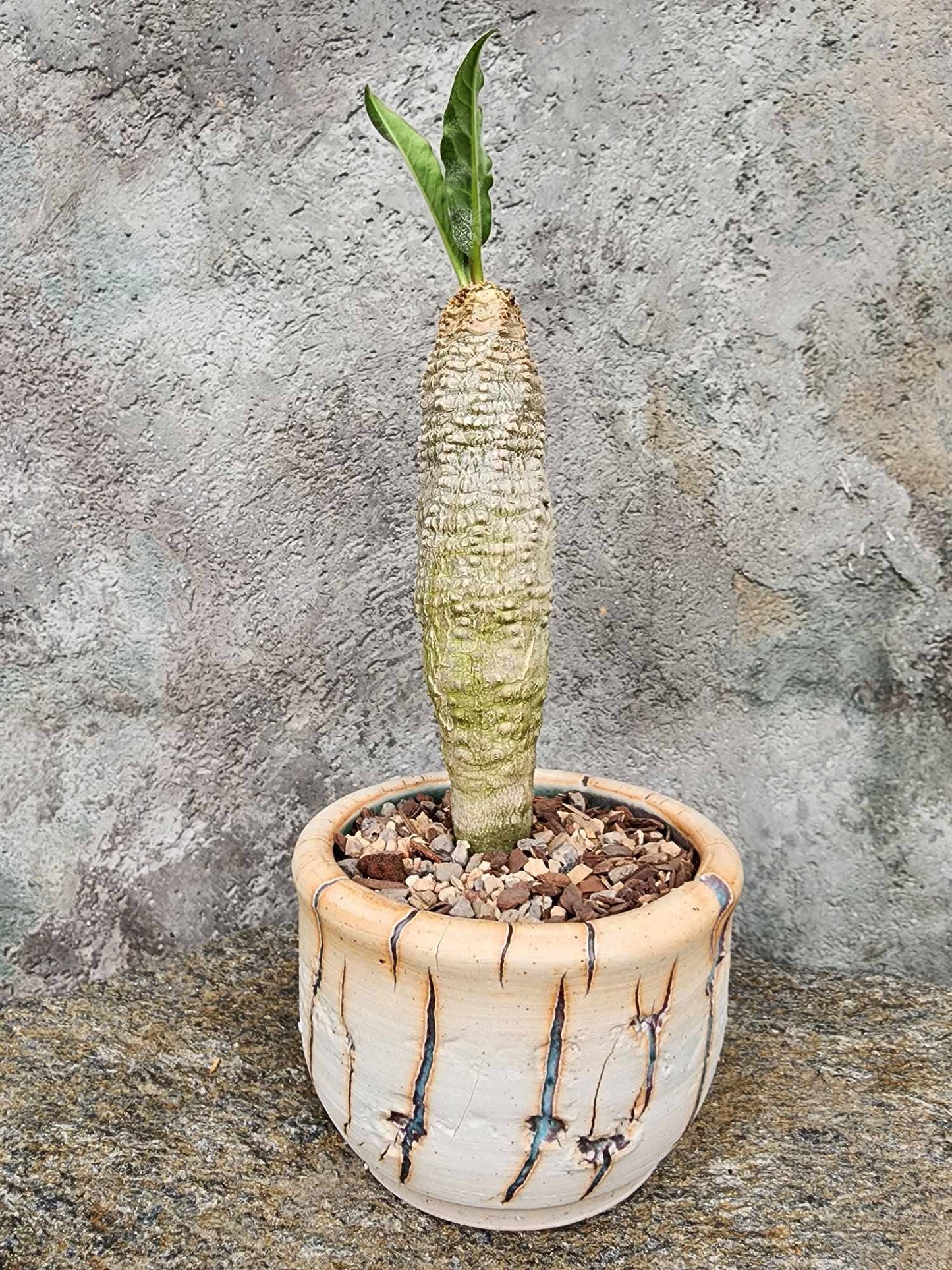 Euphorbia ankarensis