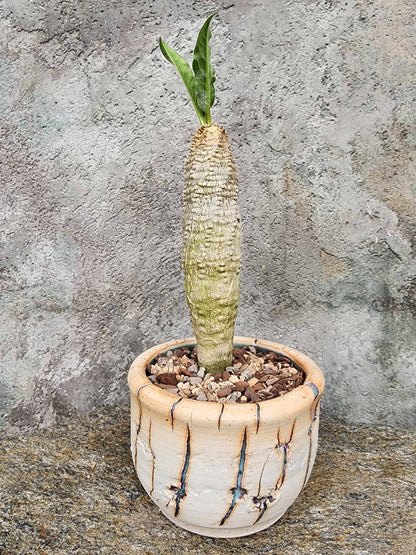 Euphorbia ankarensis